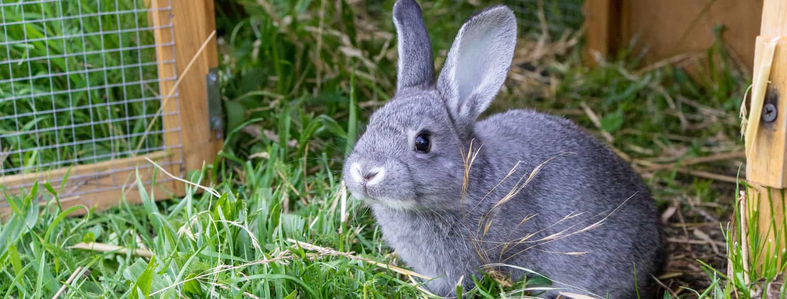 Foto av kanin som sitter på gress med et bur i bakgrunnen