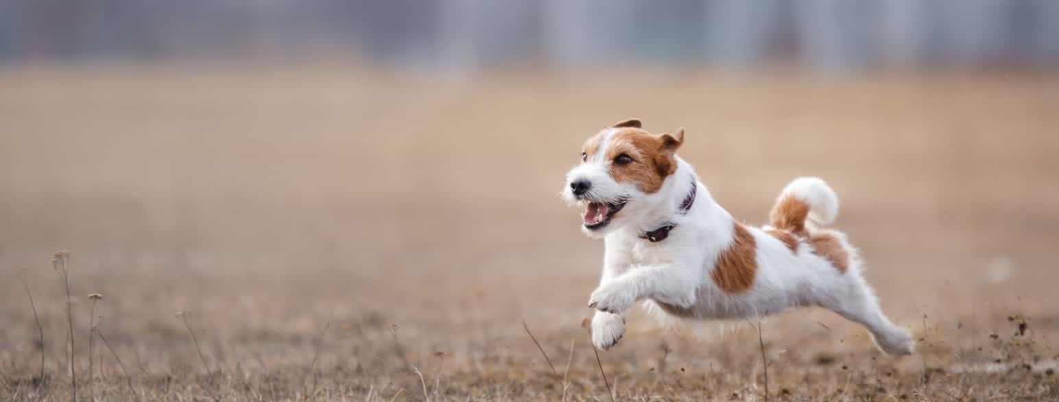 Foto av Jack Russel-terrier som løper på en åker