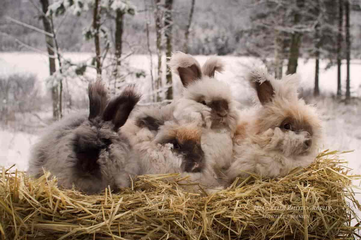 fire kaniner med lang pels ligger på høy