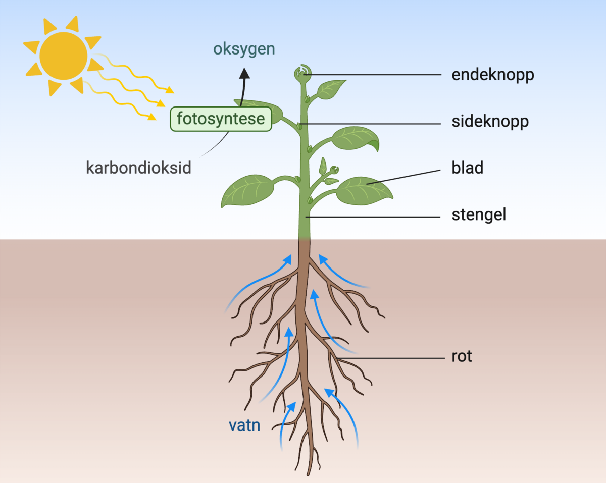 Teikning av ei plante som synes at vatn blir frakta opp i planta gjennom. Teikninga syner også at planta tar opp karbondioksid og slepp ut oksygen, samstundes som ho får energi frå sola. 