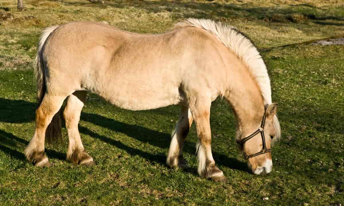 Hest med lys pels og hvitt hår med en svart stripe i midten. 