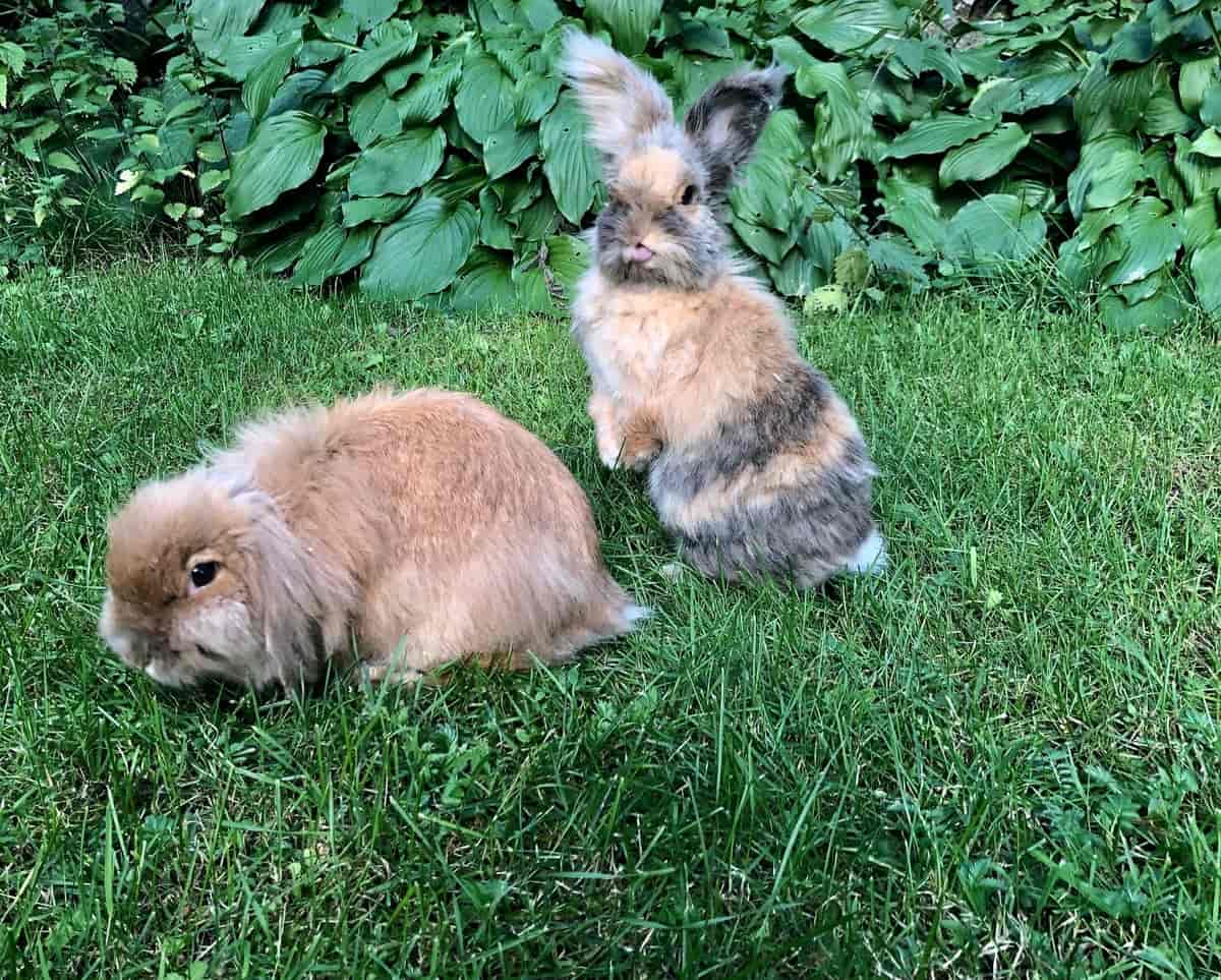Foto av to små kaniner med pels som er hvit- og oransjflekkete