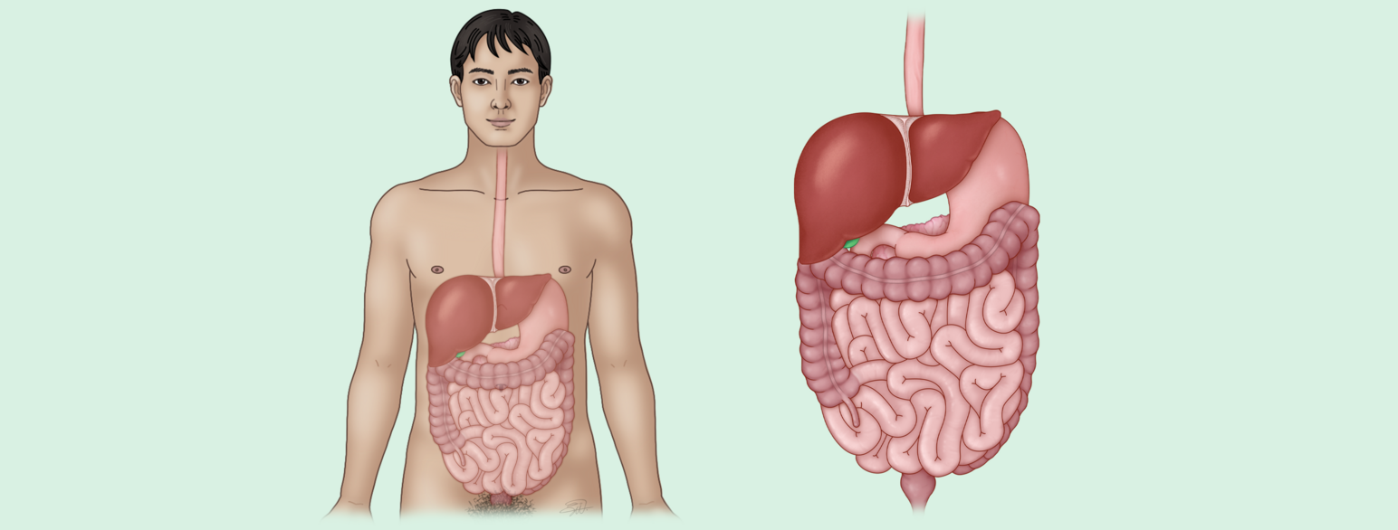 En tegning av en mann med synlige fordøyelsesorganer. De ligger tett og overlapper hverandre. Spiserøret er i halsen og brystet, mens resten av organene er i magen og bekkenet. Organene er også tegnet med stor forstørrelse ved siden av han. 