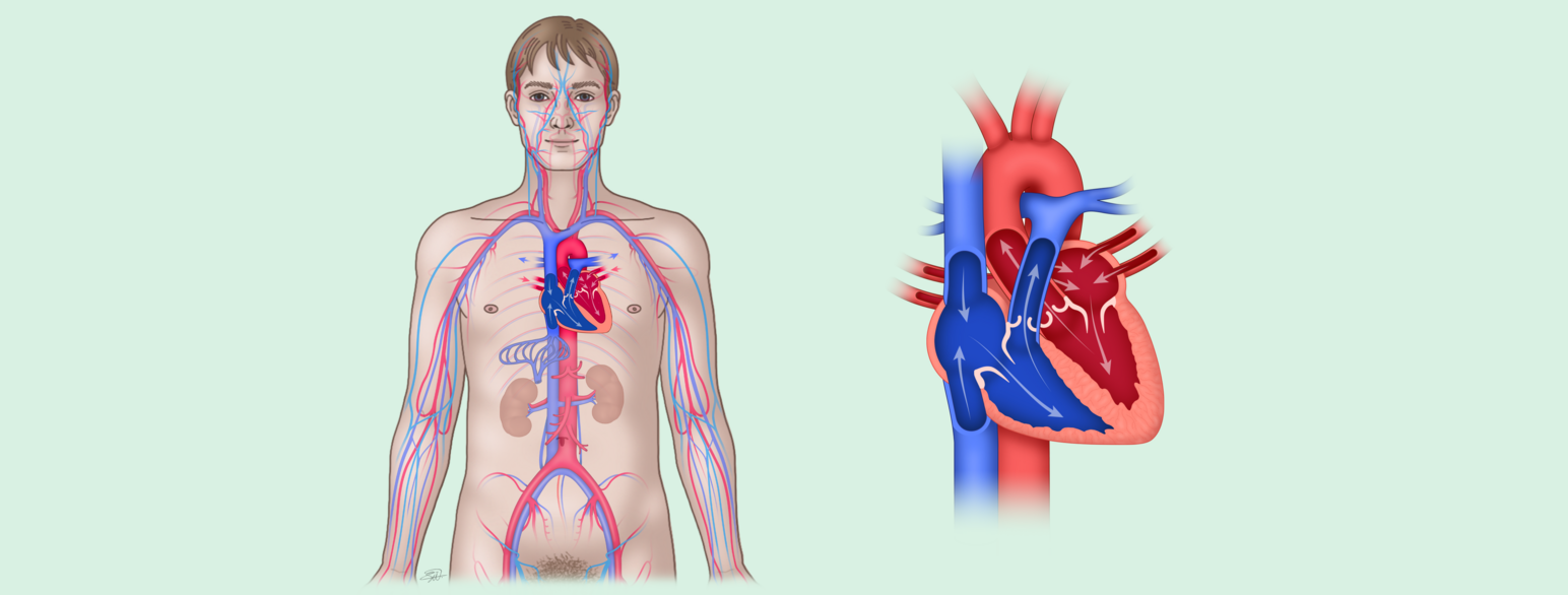 En tegning av en mann med synlig hjerte og blodomløp og en tegning av hjertet i stor forstørrelse. Det oksygenrike blodet er farget rødt og det oksygenfattige blodet er farget blått. Piler viser retningen blodet strømmer.