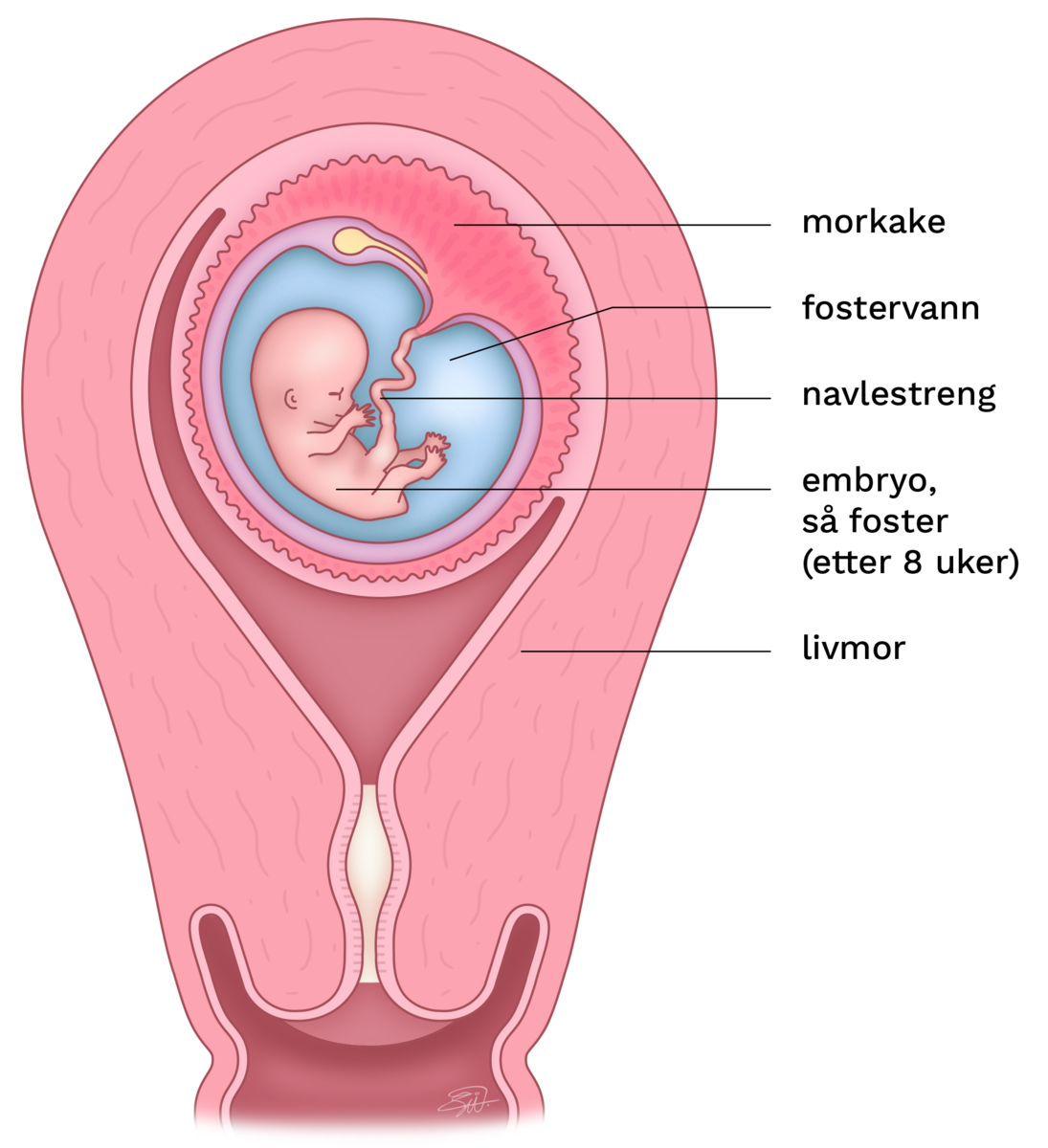 En gravid livmor er gjennomskåret for å se embryoet. Embryoet på 8 uker har et veldig stort hode og man ser øyelokk, ører, armer, ben, fingre og tær. Embryoet er omgitt av en ballong fylt av fostervann. Ballongen er omgitt av en morkake med små, fingeraktige utvekster til livmorveggen. Morkaken og embryoet er forbundet gjennom navlestrengen. Morkaken med innholdet ligger inni livmorveggen, som buler ut.
