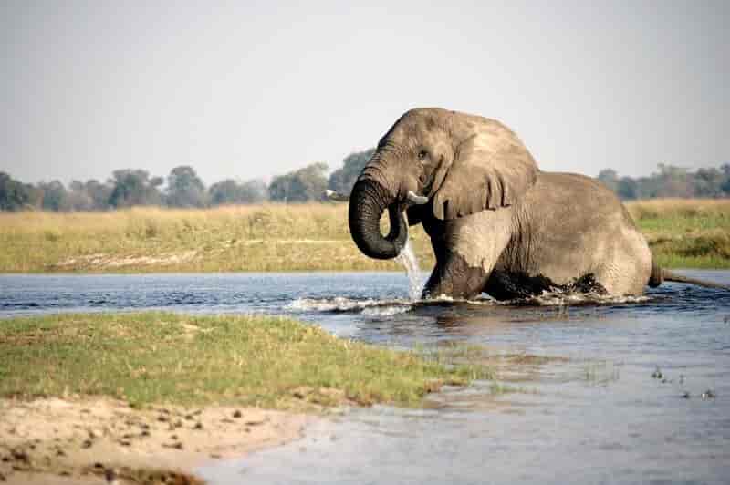 elefant står halvveis i vann, gress rundt