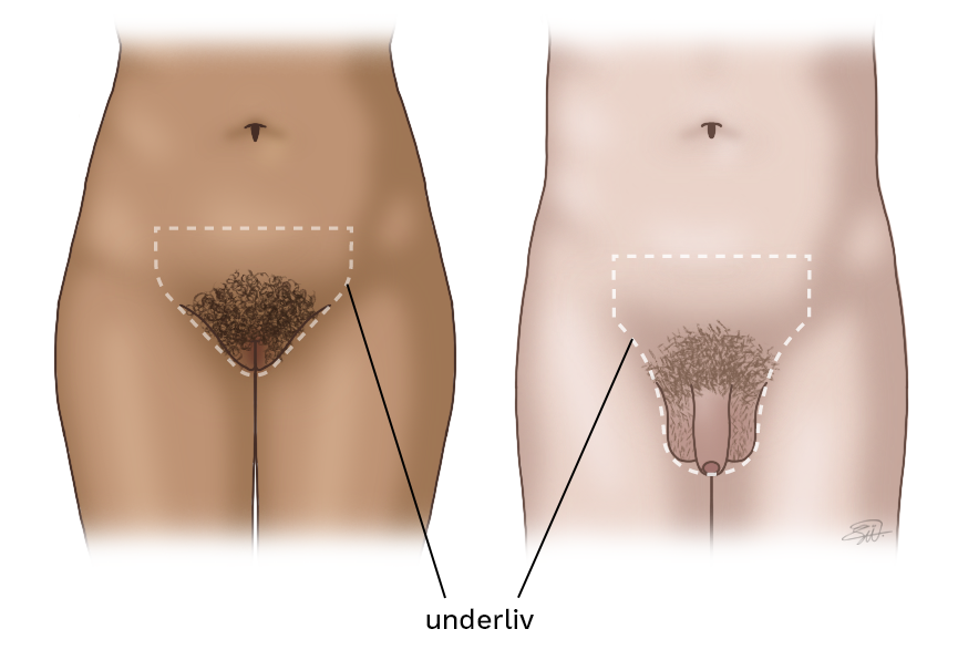 En naken kvinne og mann sett forfra. Underlivet er tegnet inn med en stiplet linje: det er området nederst magen og rundt kjønnsorganene.