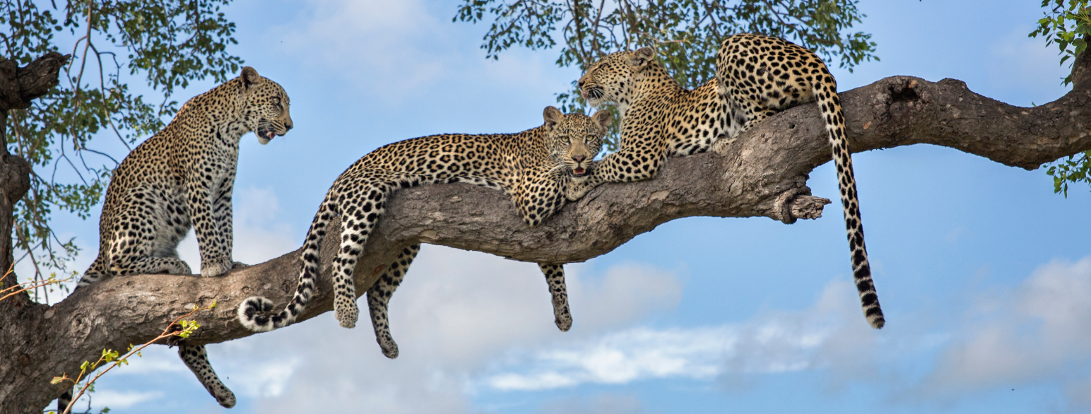 tre leoparder i et tre