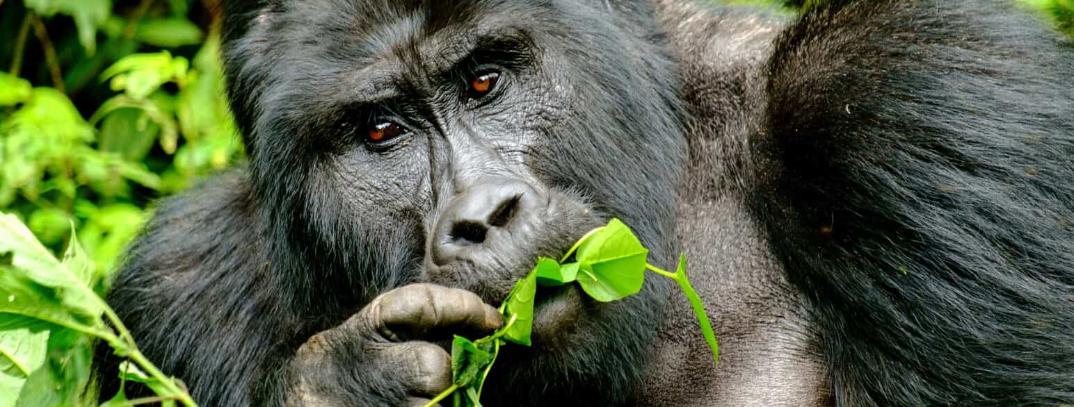 gorilla et på ei plante og ser i kamera