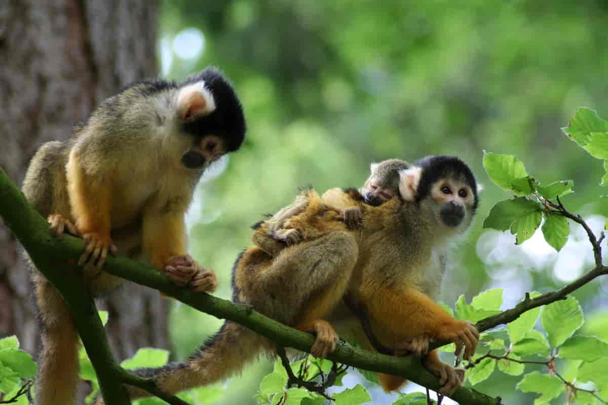 to voksne aper i et tre. den ene har en unge på ryggen