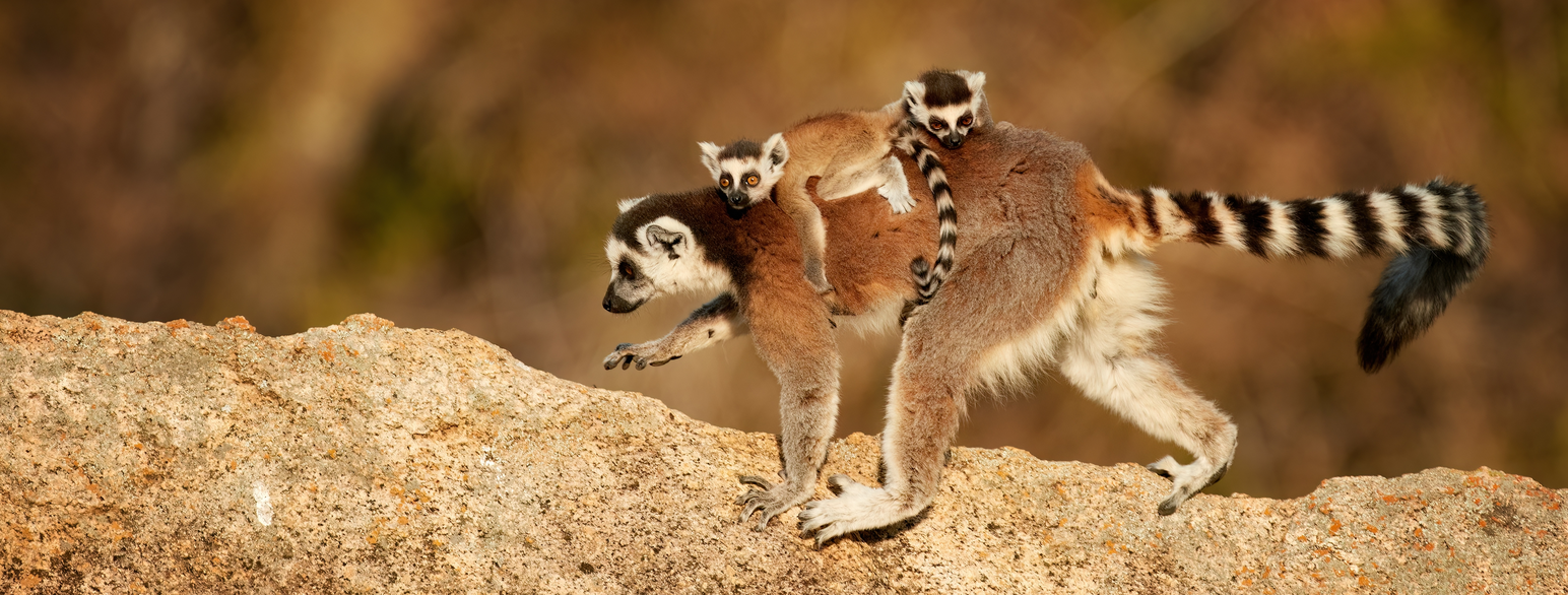 Foto av ringhalelemur med to unger på ryggen.