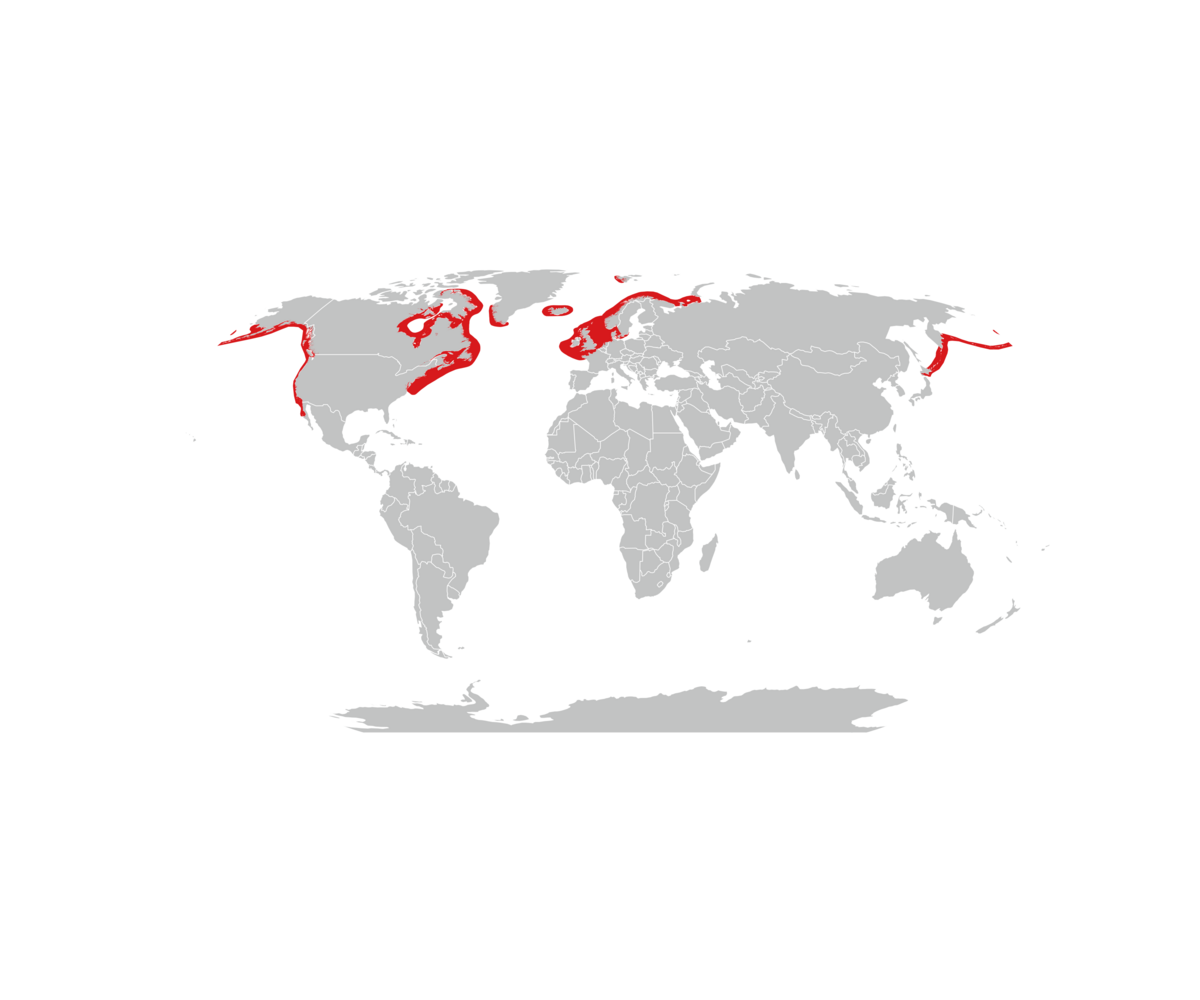 Kart som viser utbredelse av steinkobbe
