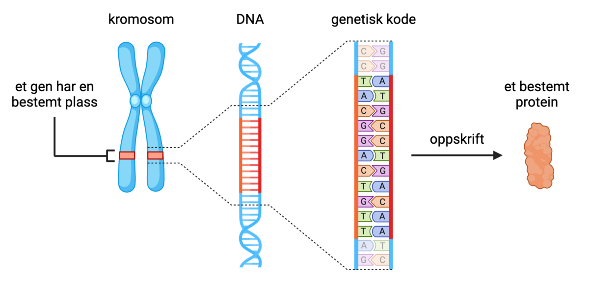 DNA er pakket tett sammen til et X-formet kromosom. To oransje bånd i lik høyde viser genets plass. Når man forstørrer båndet ser det ut som en stige vridd som en spiral, hvor noen av stigetrinnene er oransje. Ved å forstørre stigetrinnene ser man at de egentlig er en bokstavkode. Denne bokstavkoden er oppskriften for et protein som er tegnet som en liten oransje klump.
