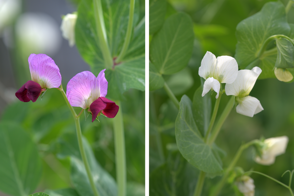 To fotografier av erteblomster. På det ene er de lilla, på det andre er de hvite.