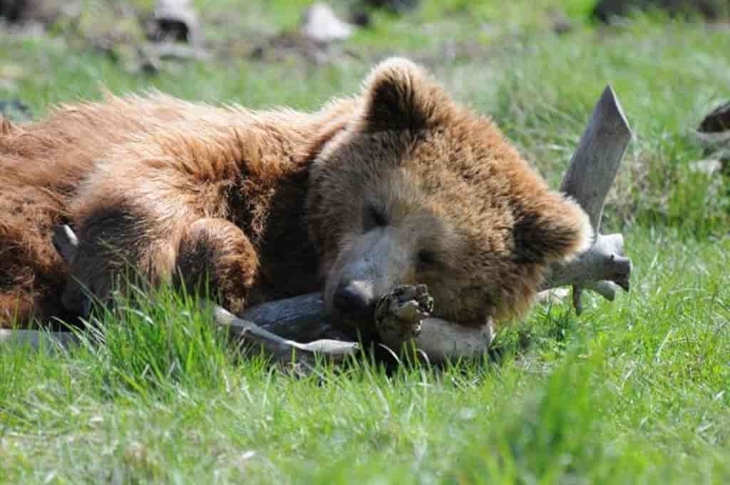 bjørn som ligger på gress og hviler