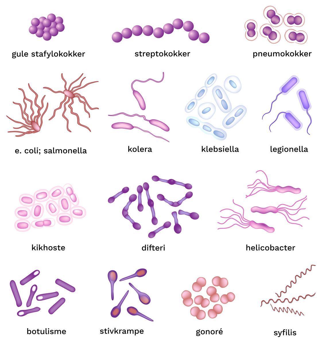 Illustrasjon av vanlige sykdomsgivende bakterier: gule stafylokokker, streptokokker, pneumokokker, e. coli, salmonella, kolera, klebsiella, legionella, kikhoste, difteri, helicobacter, botulisme, stivkrampe, gonoré, syfilis.