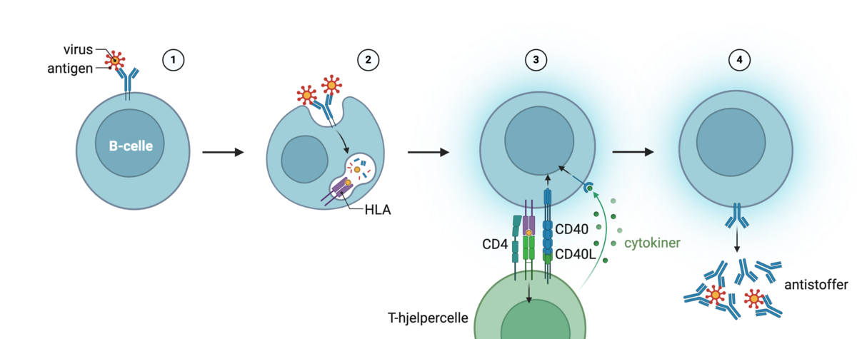 B-celleaktivering