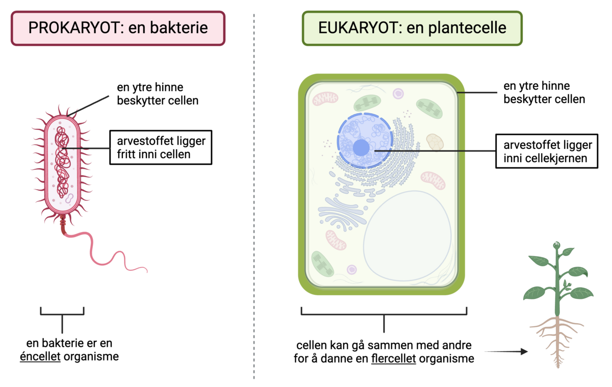 En sammenligning av en prokaryot celle (en bakterie) og en eukaryot celle (en plantecelle). De har begge en ytre hinne som beskytter celleinnholdet deres. Bakterien ser ut som en sylinder med en hale. Arvestoffet ser ut som kruseduller som flyter fritt inni bakterien. Plantecellen har arvestoffet sitt inni en pose, kalt cellekjernen. En pil mellom plantecellen og en plante med blader og røtter indikerer at flere celler kan gå sammen for å danne en organisme.