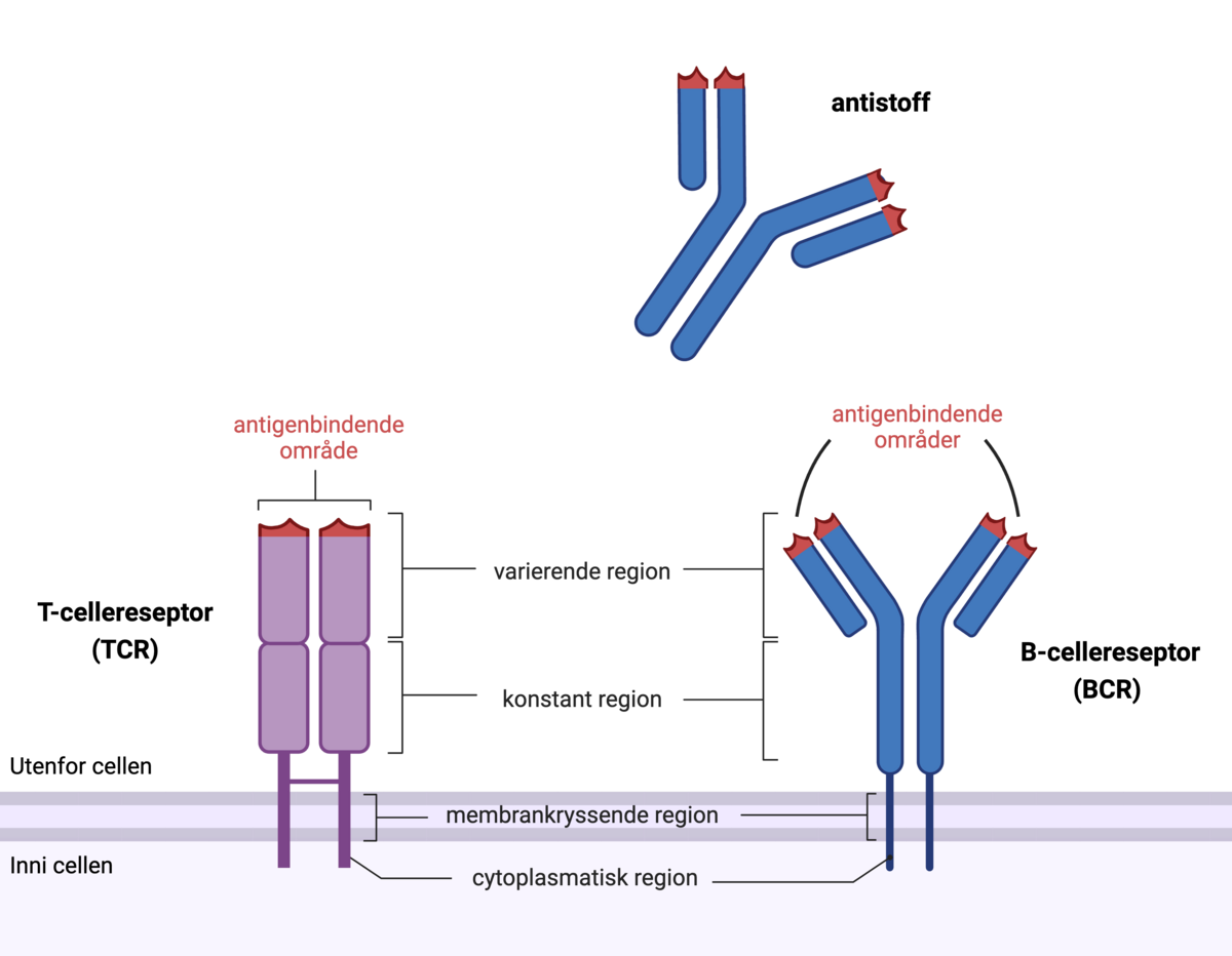 Reseptorer hos lymfocytter