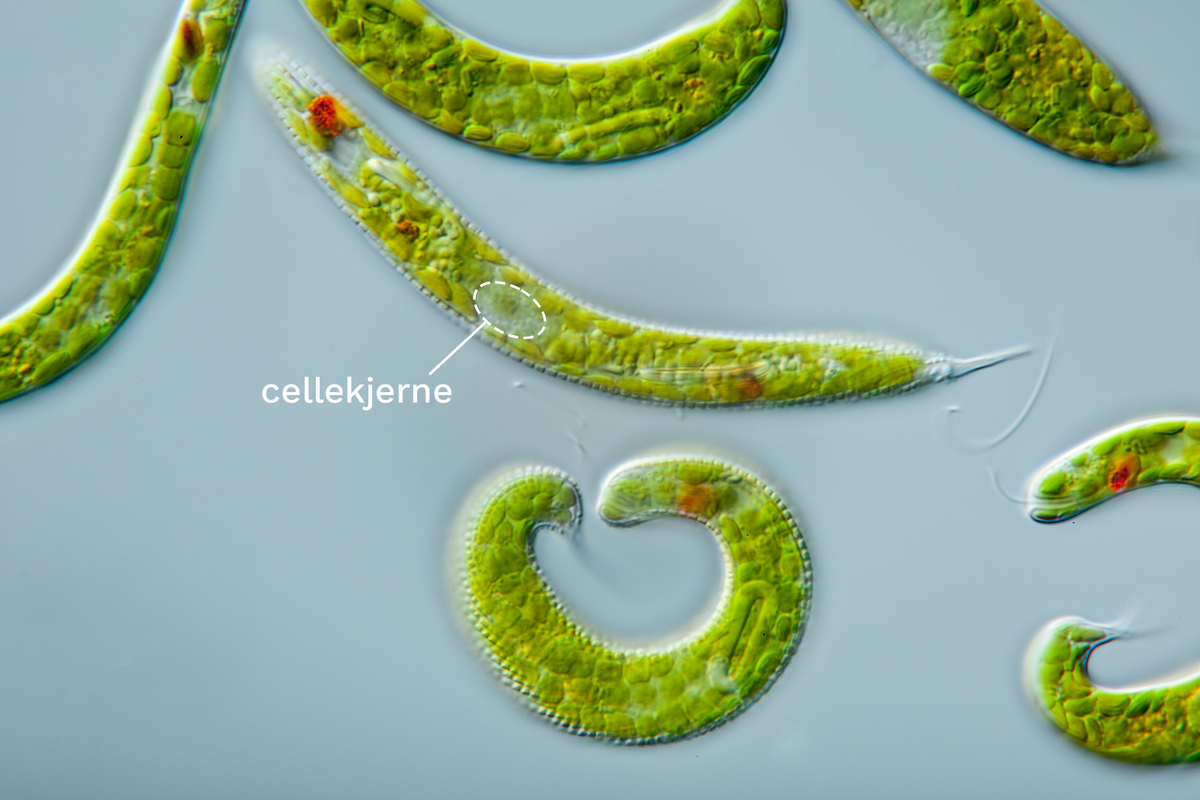 Algen er en avlang celle med grønt innhold. Den har en liten svømmehale. Cellekjernen er markert med en stiplet linje.
