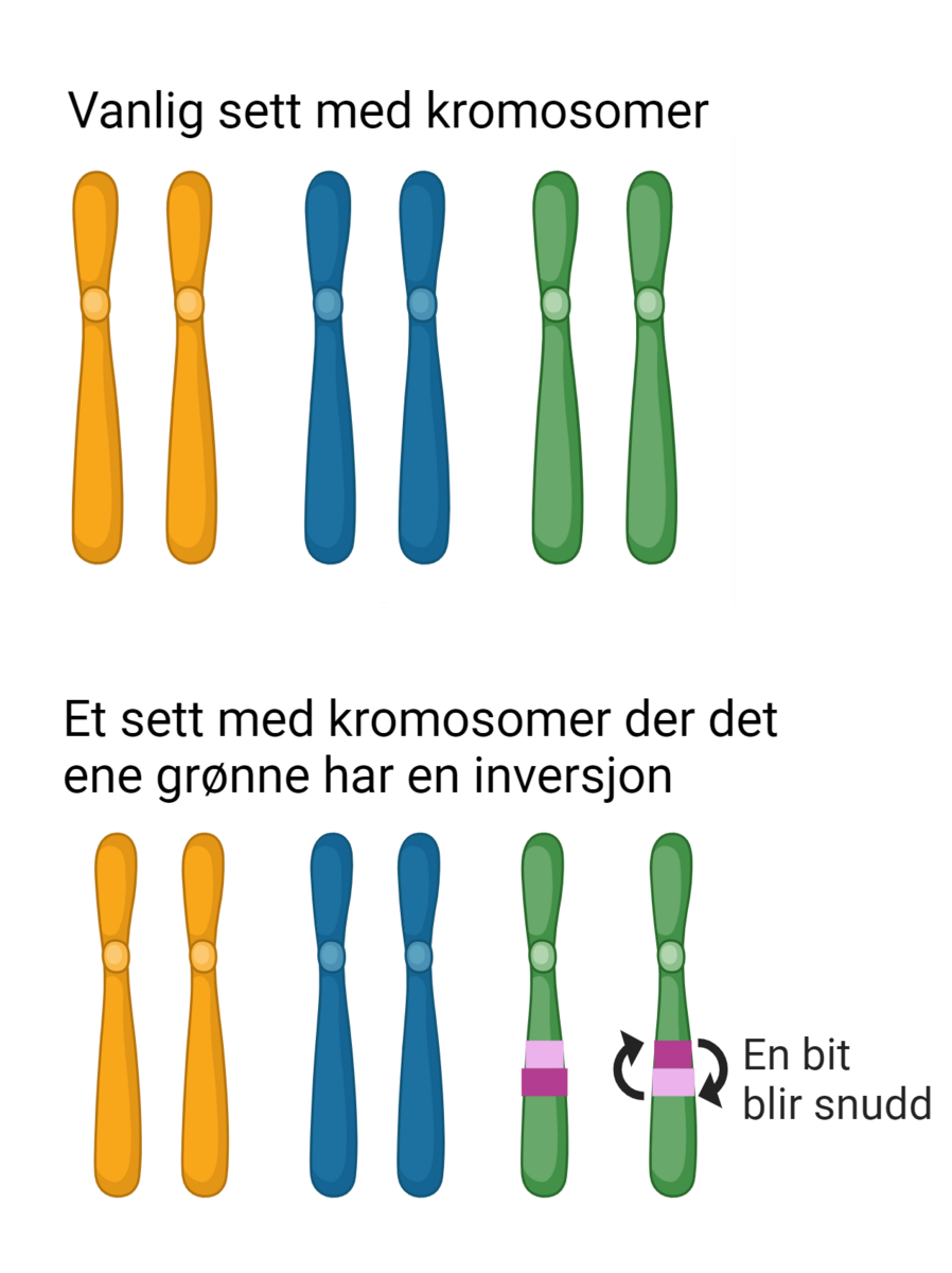 Inversjoner i genetikken er når en bit av et kromosom snur seg