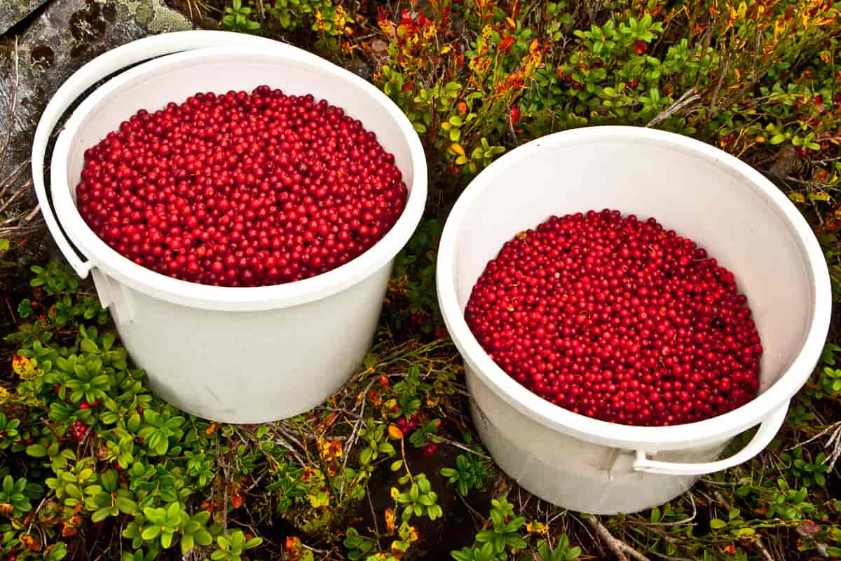 to hvite bøtter nesten fulle av røde bær