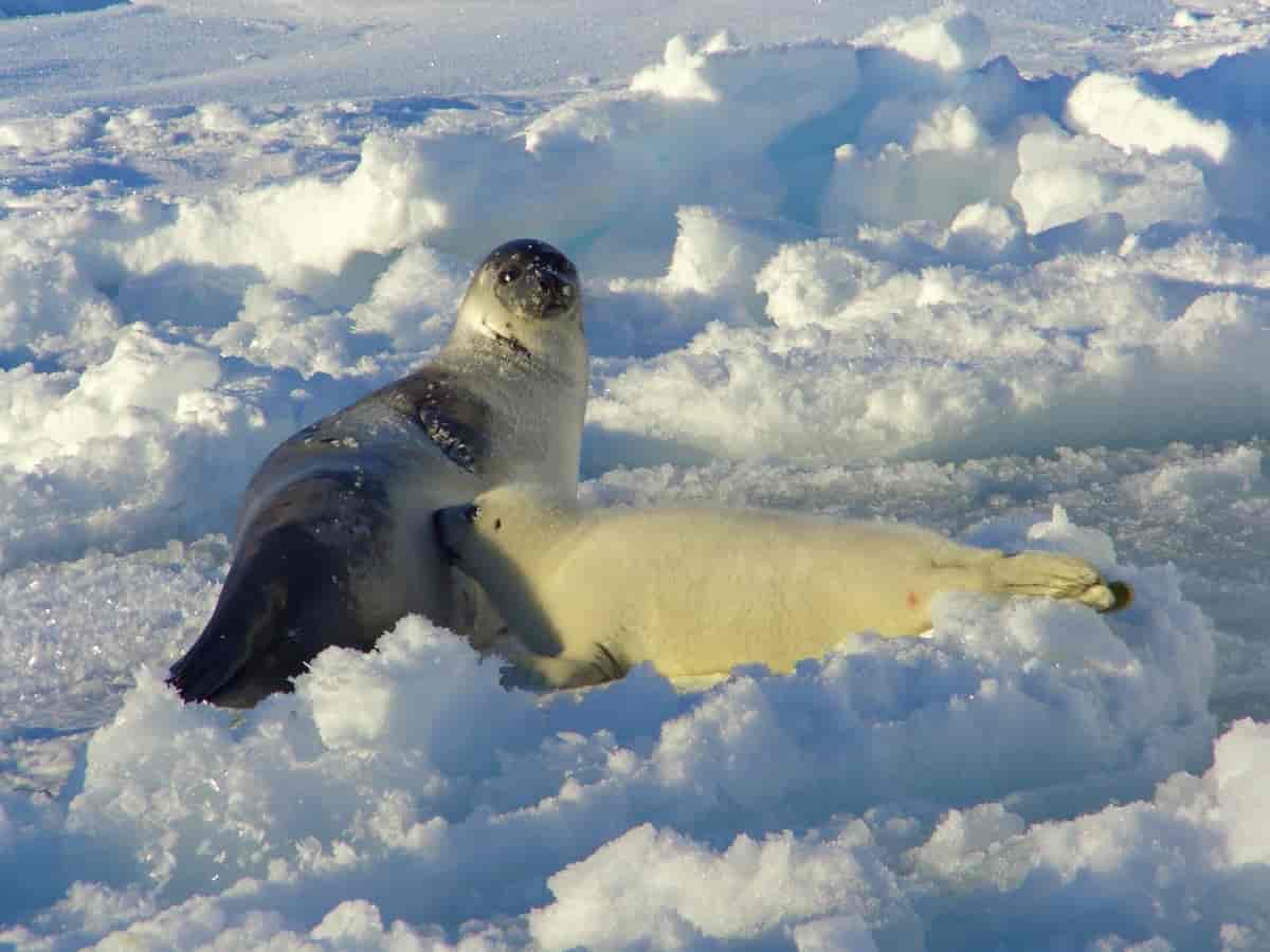 Foto av grønlandssel som dier