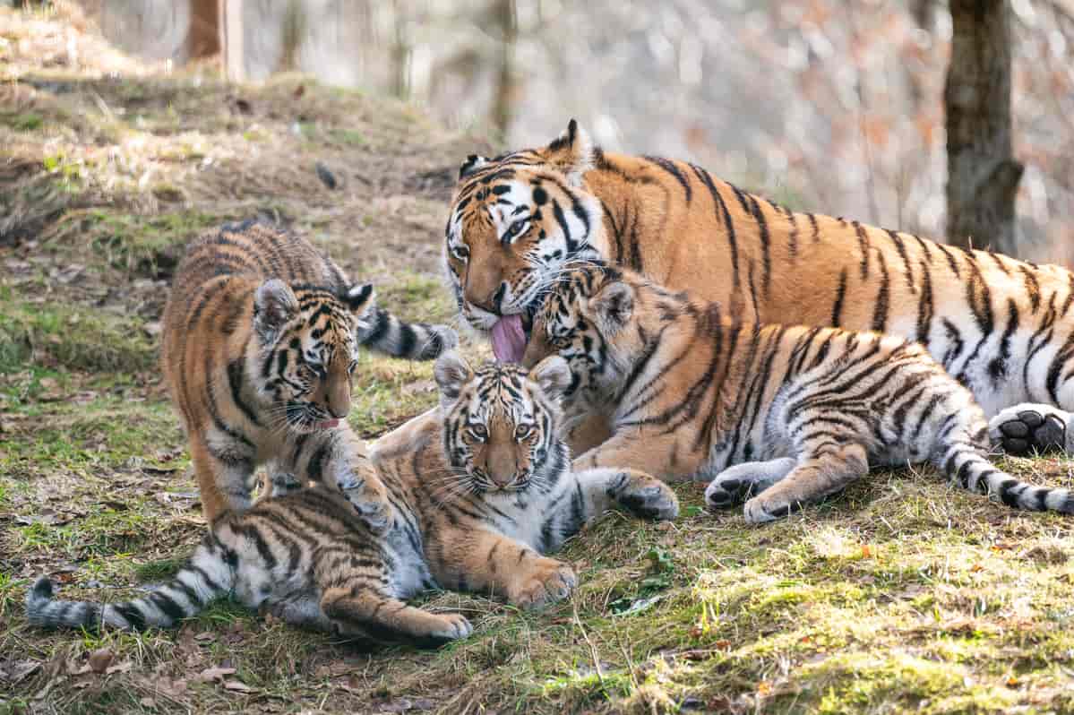 Vaksen tiger med tre ungar