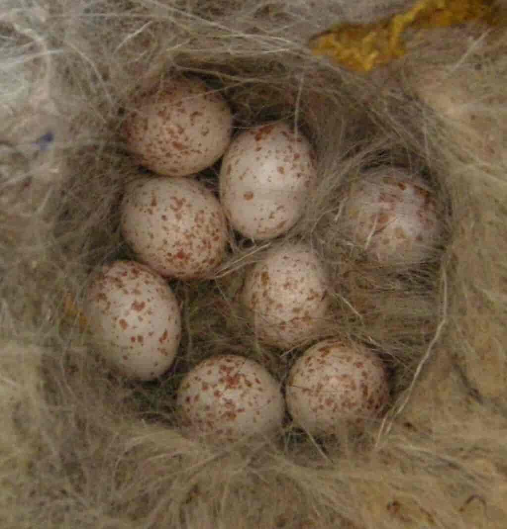 åtte egg i eit reir bygga av strå