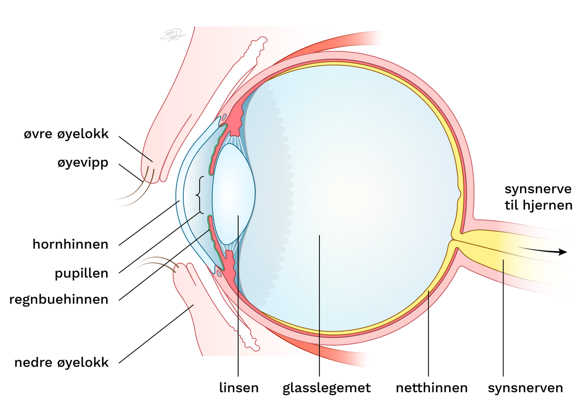 Tegningen viser et kuleformet øye, skåret på langs. På venstre side er lyskilden, på høyre side er innsiden av kroppen. Fra venstre til høyre ser man: øyelokkene med vipper, den kuppelformede, gjennomsiktige hornhinnen, regnbuehinnen med et hull i midten, pupillen. Videre ser man linsen, som holdes på plass av tynne tråder. Glasslegement fyller innsiden av øyeeplet. Netthinnen ligger som et tynt lag på innsiden av øyet og er forbundet med synsnerven som går ut av baksiden av øyet, til hjernen.