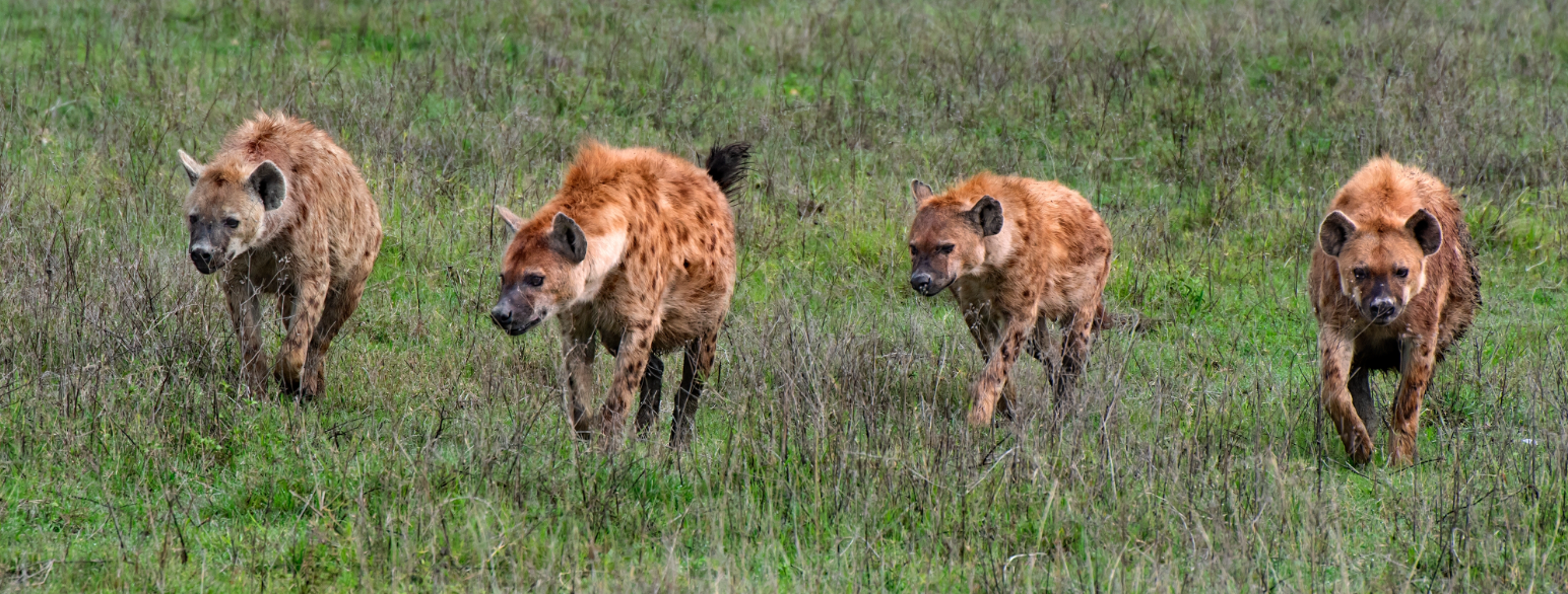 foto av fire hyener som går ved siden av hverandre