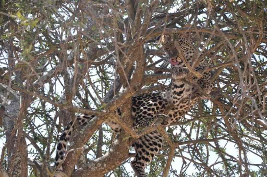 leopard godt gjemt innimellom grener i et tre