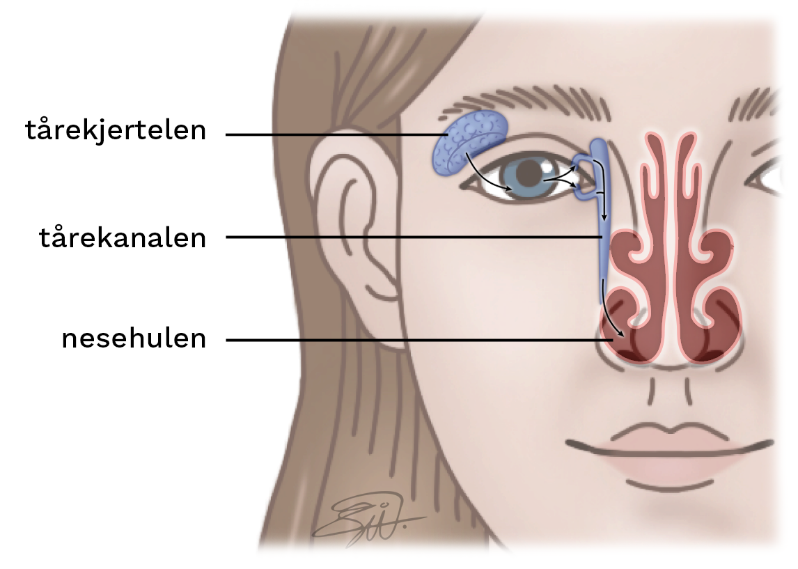 Utsnitt av et kvinneansikt med fokus på øynene og nesa. Tårekjertelen er litt bønneformet og ligger under huden, mellom øyebrynet og ytre kant av øyet. Tårekanalen er en lang pølse som går fra indre øyekrok, ned til nesehulen. Piler viser hvordan tårevæsken beveger seg fra kjertelen til nesehulen.