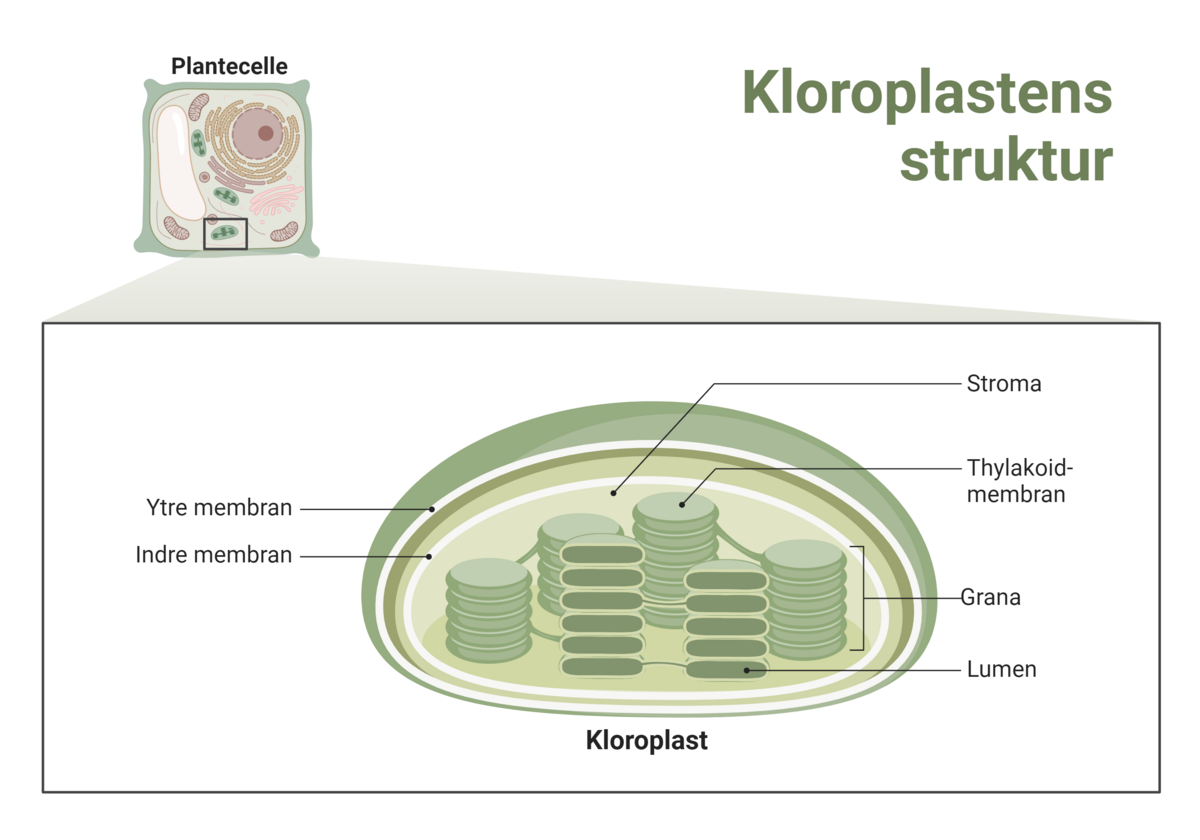 Struktur av kloroplast