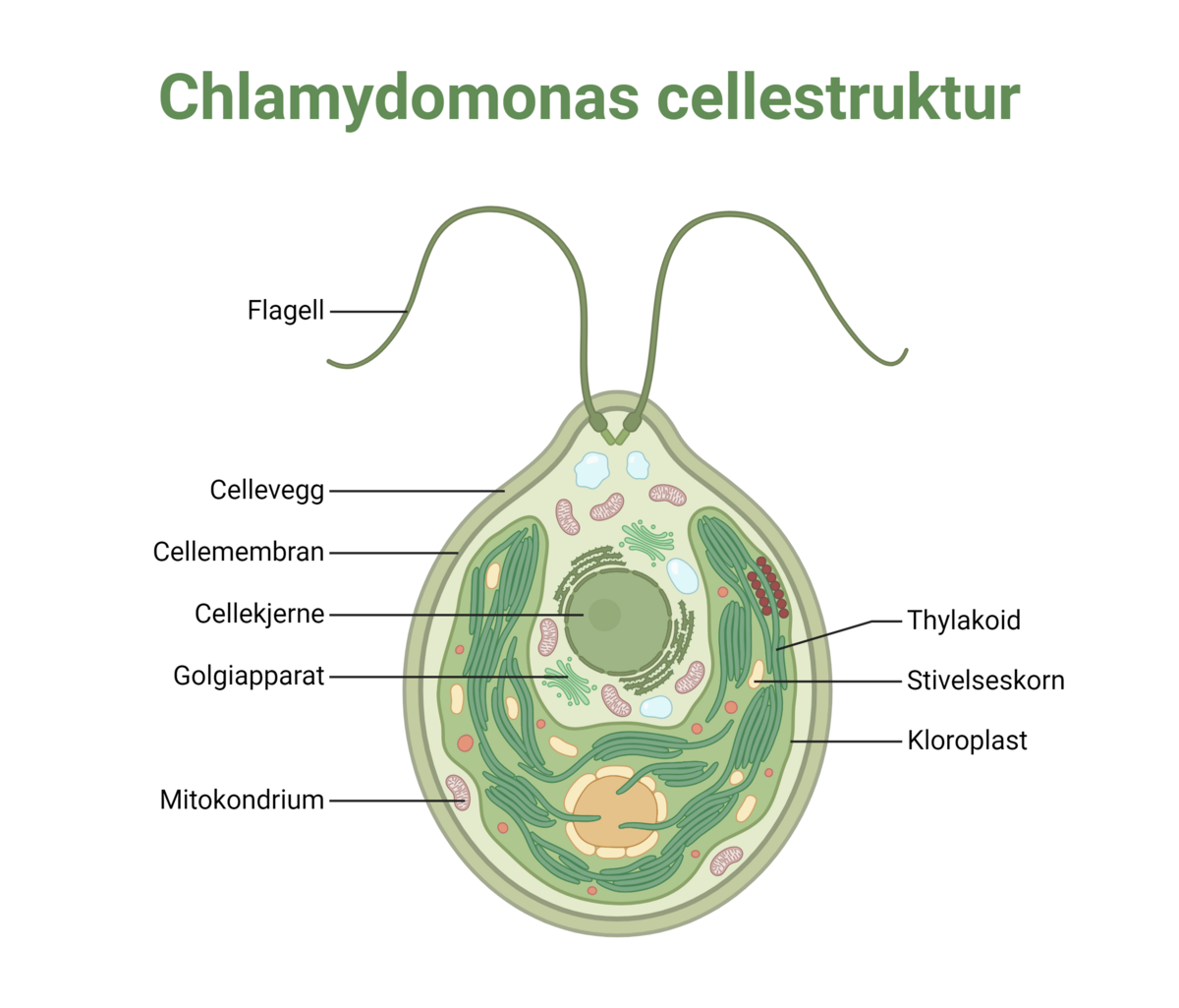 Struktur av grønnalgen Chlamydomonas