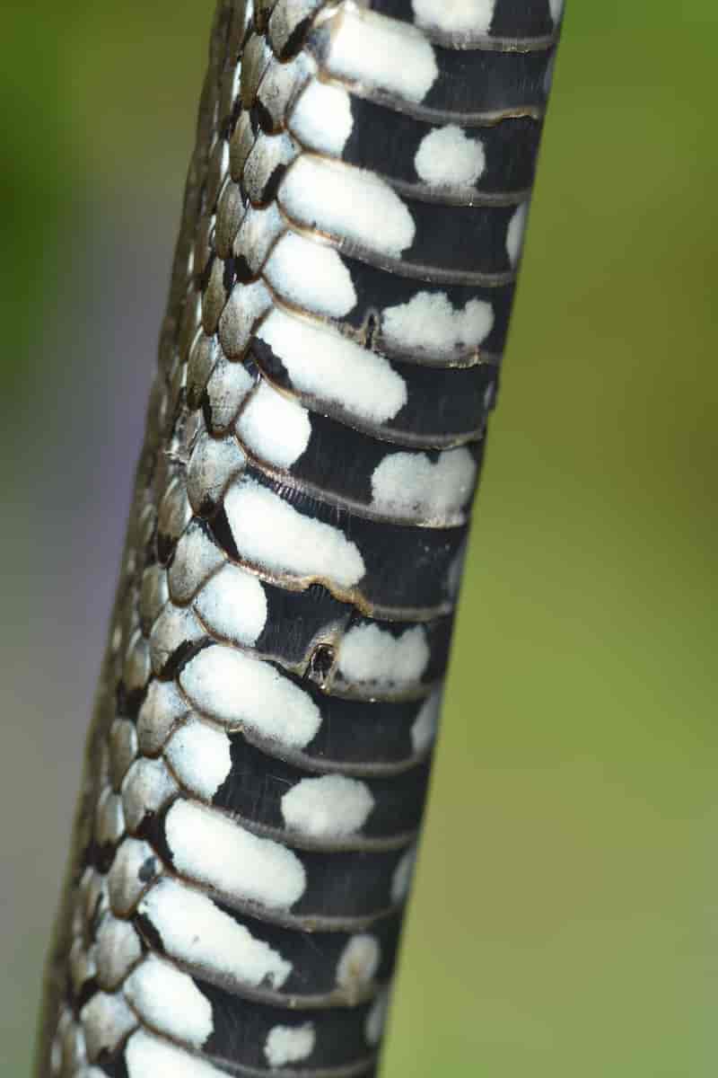 Buormen har et helt spesielt mønster på bukskjellene i sorte og hvite flekker.