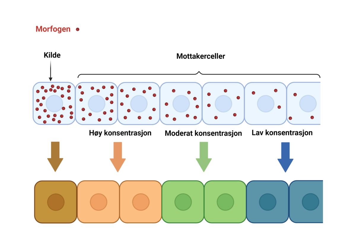 Morfogener lager konsentrasjonsgradienter i celler