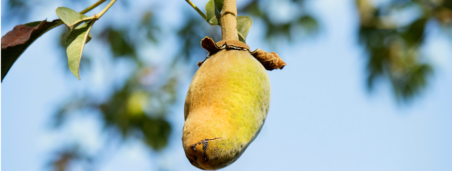 Baobabfrukt hengende på et tre og venter på og bli plukket.