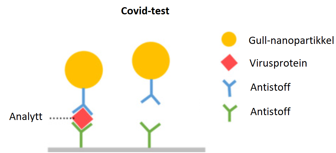 Virus-proteiner tillater gullpartiklene å binde seg til en overflate ved at proteinet sitter i mellom antistoffene.