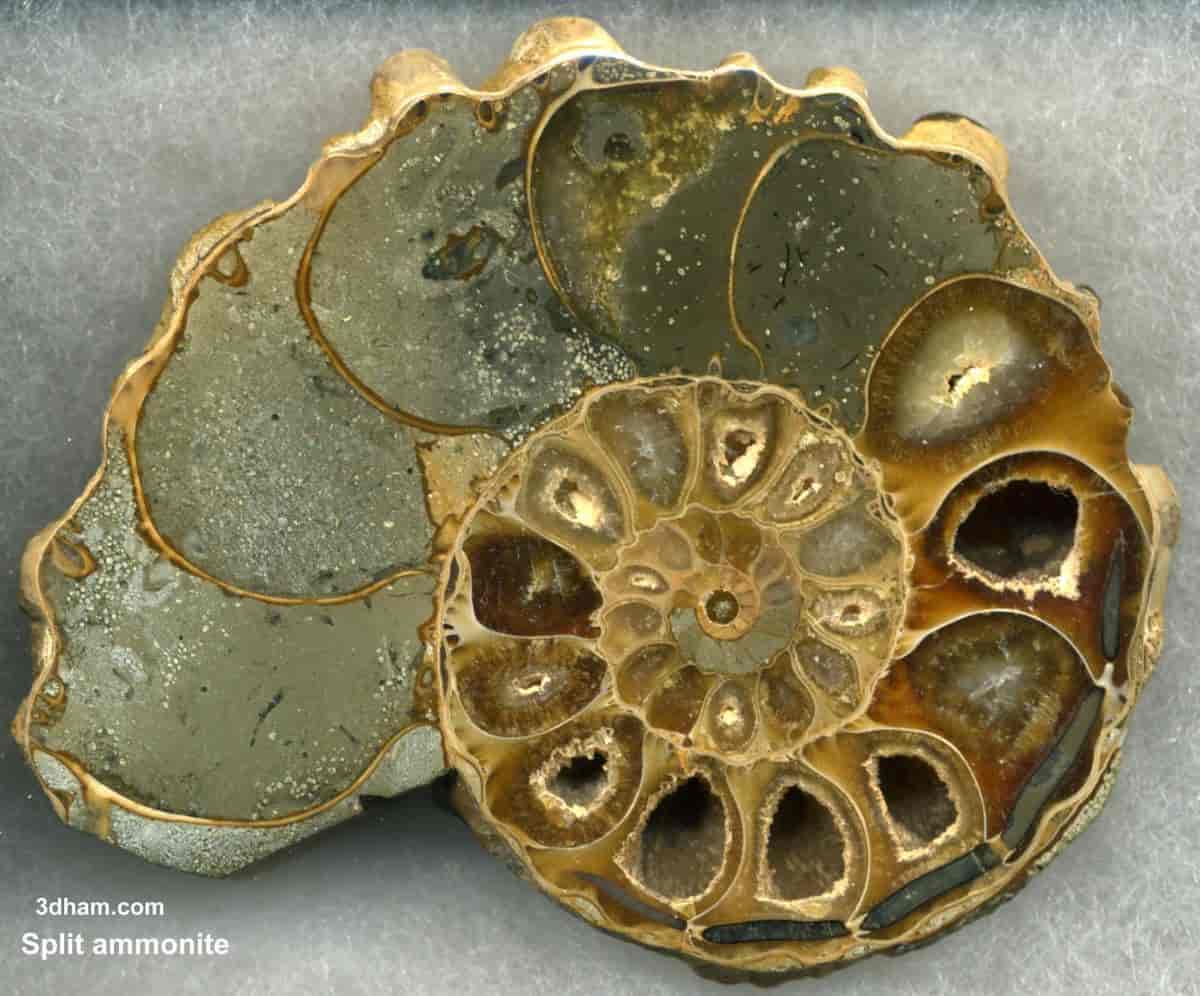 Stein med en blank snittflate og forskjellige lag og hulrom i spiralform.  