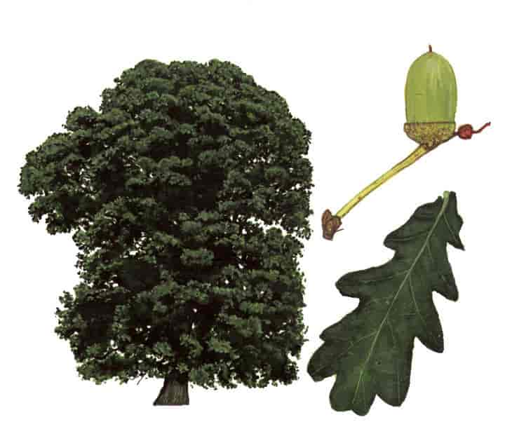 Quercus robur, sommereik