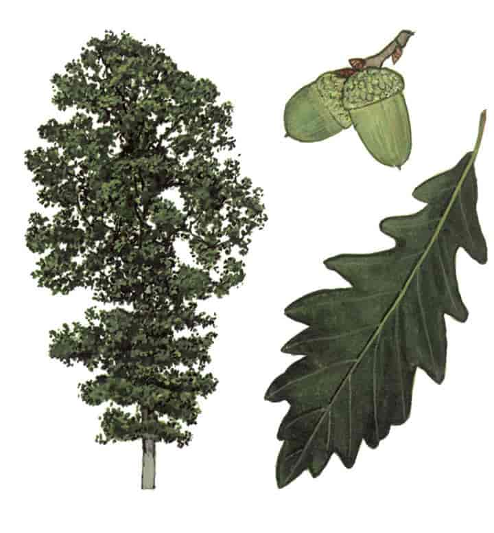 Quercus petraea, vintereik