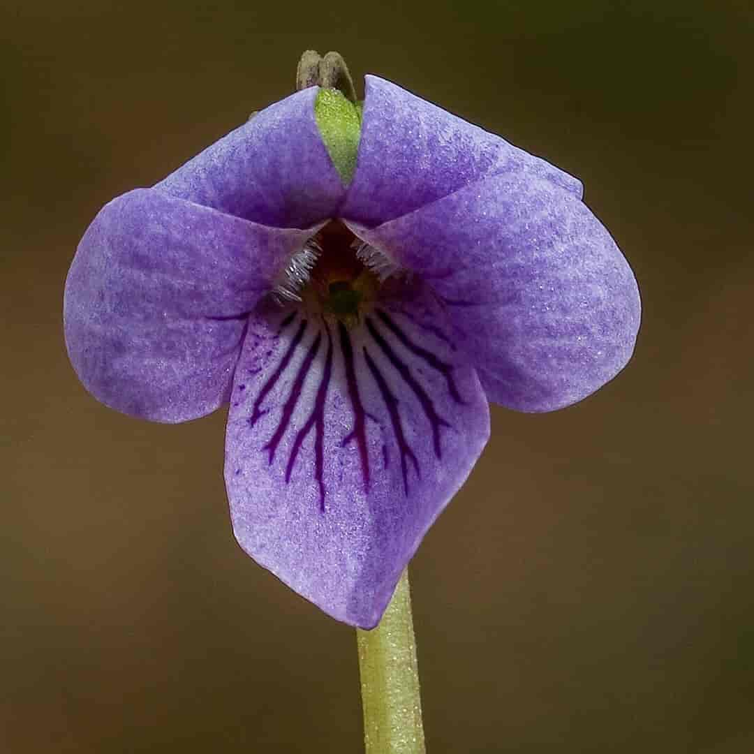 Vanlig myrfiol, Viola palustris.