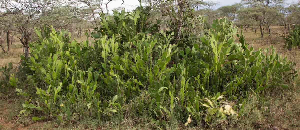 Fikenkaktus i Tanzania. Også brukt som hekkplante og danner lett flere meter høye, ugjennomtrengelige kratt.