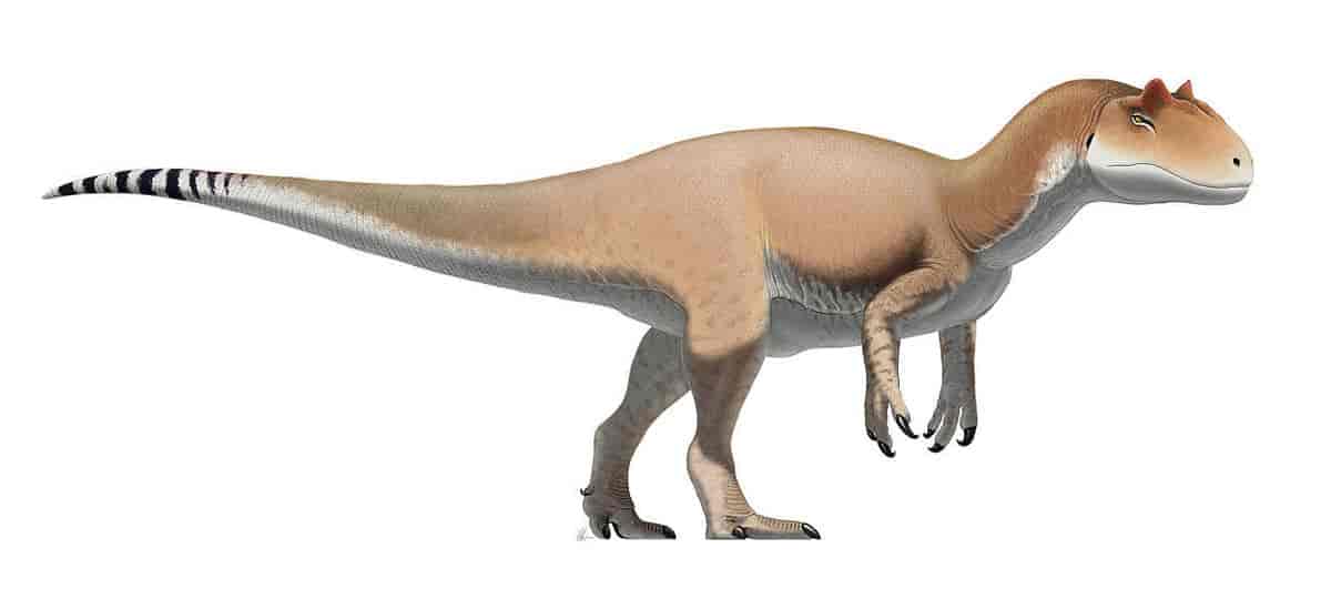 Allosaurus rekonstruksjon