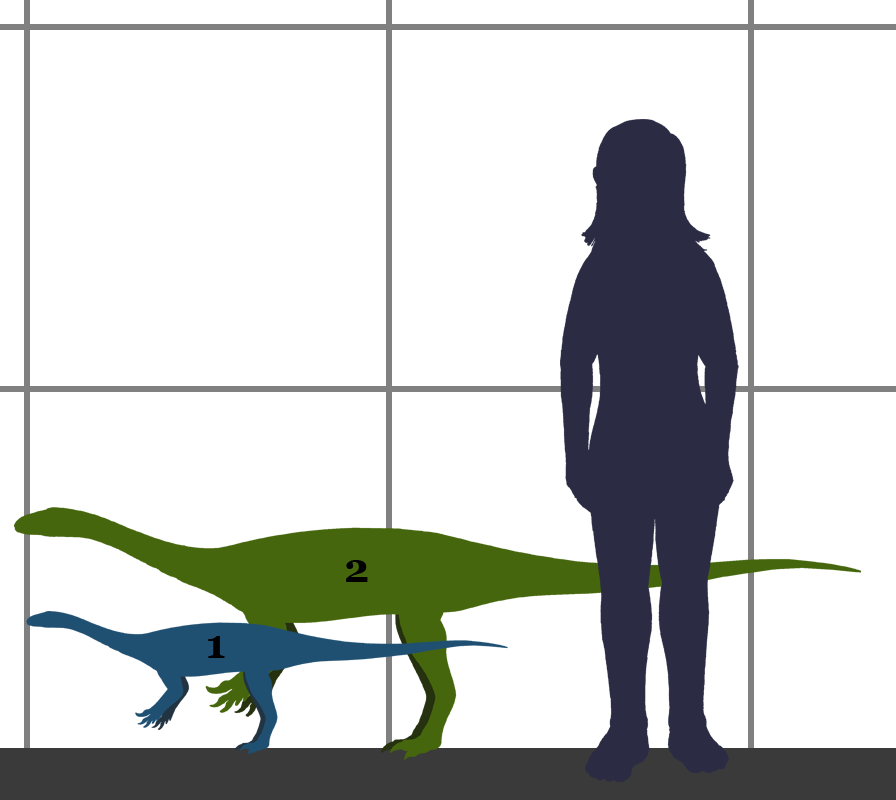 Anchisaurus størrelse