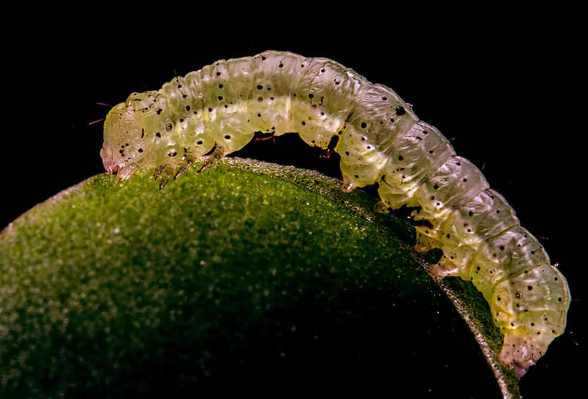 Kålfly. Cabbage Moth (Mamestra brassicae) Denne larven er ti dager gammel.