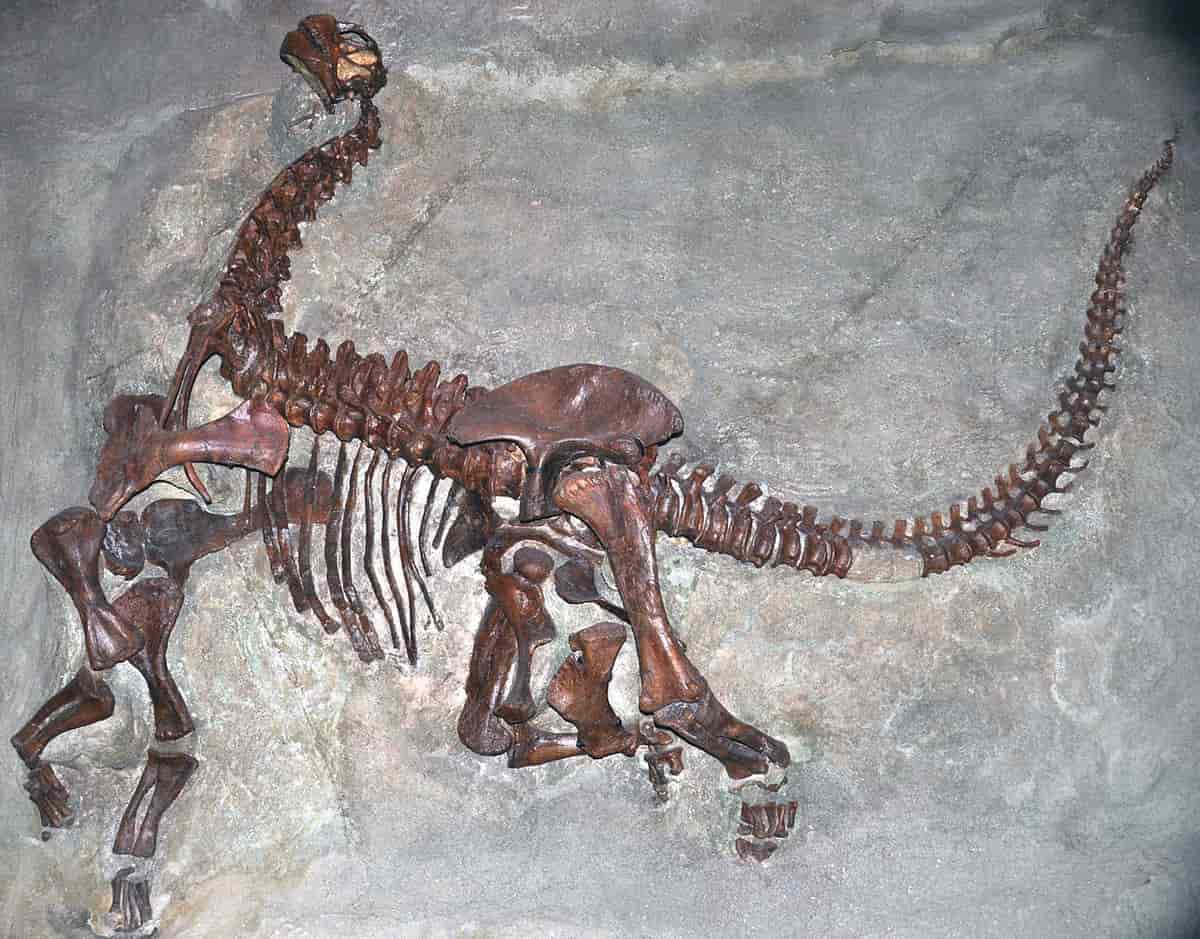 Camarasaurus lentus