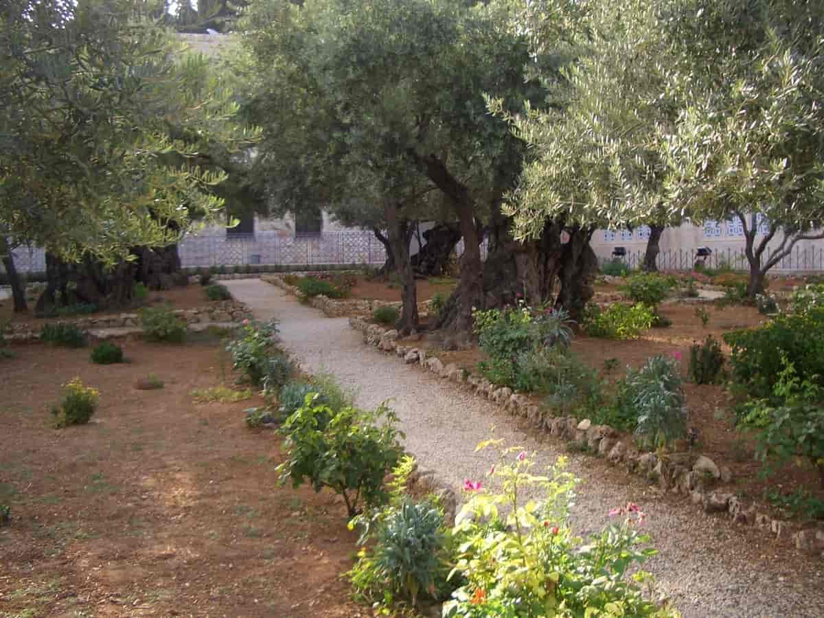 Oliventrær i Getsemane