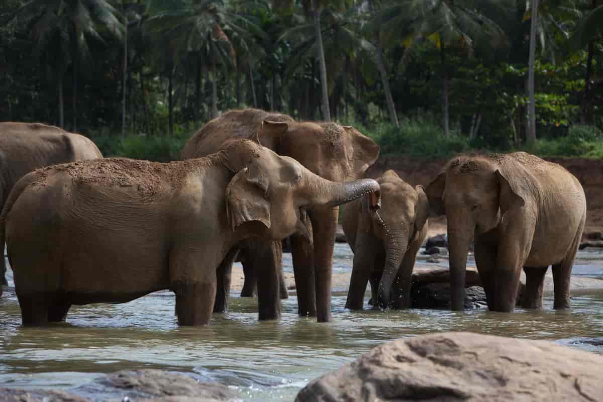 Indisk elefant, Sri Lanka